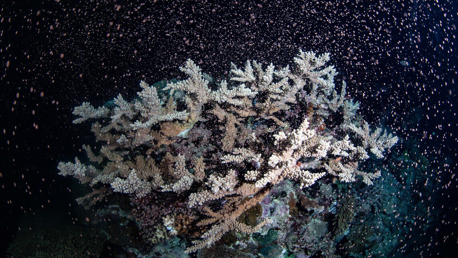 Great Barrier Reef explodes into life in 'magical' spawning event